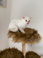 Britse korthaar (met blauwe ogen), Dieren en Toebehoren, Katten en Kittens | Raskatten | Korthaar, Kater, Ingeënt, 0 tot 2 jaar