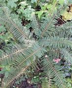 Zachte naaldvaren Polystichum setiferum ex Bland Wintergroen, Vaste plant, Varens, Ophalen of Verzenden, Bloeit niet