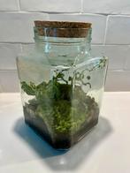 Planten terrarium, Huis en Inrichting, Kamerplanten, Ophalen, Overige soorten, Minder dan 100 cm