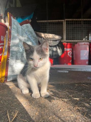 Prachtige super lieve tamme kittens mogen verhuizen beschikbaar voor biedingen