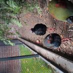 Roul-roul/ roel-roel, Dieren en Toebehoren, Vogels | Overige Vogels, Mannelijk, Tropenvogel