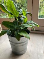 Kleine Bananenplant, Ophalen of Verzenden, Halfschaduw, Minder dan 100 cm