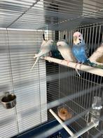 3 Parkieten, Dieren en Toebehoren, Vogels | Parkieten en Papegaaien, Meerdere dieren, Parkiet