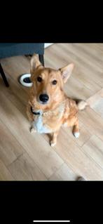 Kruising Collie, Rabiës (hondsdolheid), Reu, 1 tot 2 jaar, Eén hond