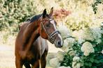 Fokmerrie/rijpaard v. Grandslam drachtig v.Sambucci de muze, Dieren en Toebehoren, Paarden, Merrie, Springpaard, Gechipt, 170 tot 175 cm