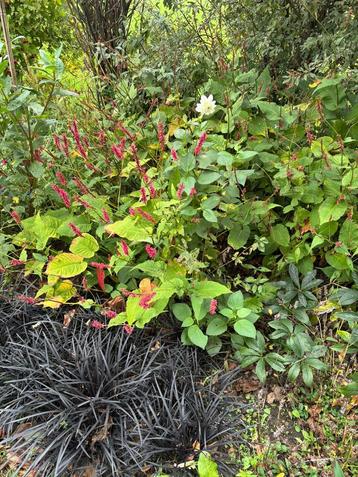 Persicaria plant - wordt te groot! beschikbaar voor biedingen
