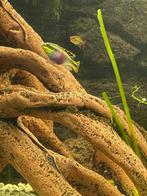 Gratis kersenbuiken, gezonde aquariumvissen, Vis, Zoetwatervis