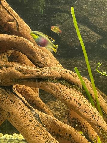 Gratis kersenbuiken, gezonde aquariumvissen beschikbaar voor biedingen