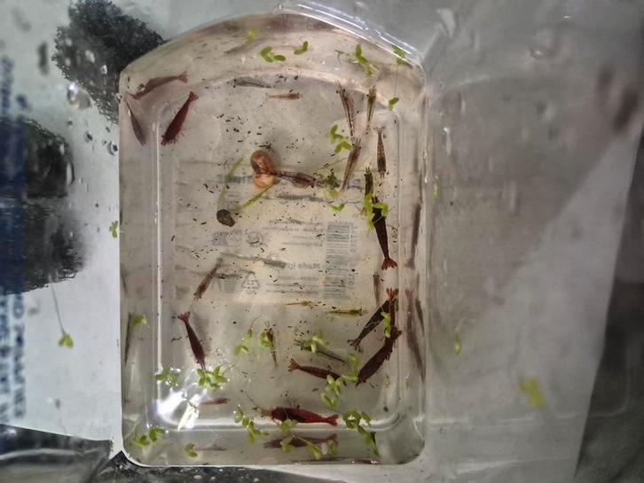 Rode garnalen te koop, Dieren en Toebehoren, Vissen | Aquaria en Toebehoren, Nieuw, Plant(en), Steen of Hout, Ophalen