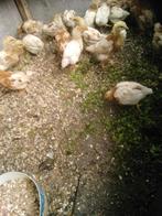 Te koop kuikens 5 weken hennetjes soort lohman, Dieren en Toebehoren, Pluimvee, Vrouwelijk, Kip