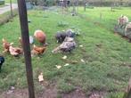 Te koop kalkoenen, Dieren en Toebehoren, Pluimvee, Meerdere dieren, Kalkoen