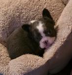 🥰Prachtige unieke combinatie x fluffy franse bulldog pups🥰, Dieren en Toebehoren, Bulldog, Meerdere, Meerdere dieren, Nederland