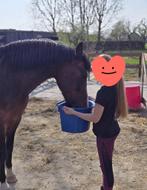 weidemaatje ruin 16 jaar, Dieren en Toebehoren, Paarden, Minder dan 160 cm, Ruin, Niet van toepassing, Ontwormd