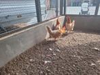 Kippen 6 Friese Hoenders, Dieren en Toebehoren, Overige Dieren, Maart, Vrouwelijk