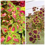 Coleus siernetel stekken 6 v.€1,50🪴kleurrijke🌈kamerplant🪴, Ophalen of Verzenden, Overige soorten, Volle zon, Minder dan 100 cm