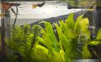 Guppies, Dieren en Toebehoren, Vissen | Aquariumvissen, Vis, Zoetwatervis