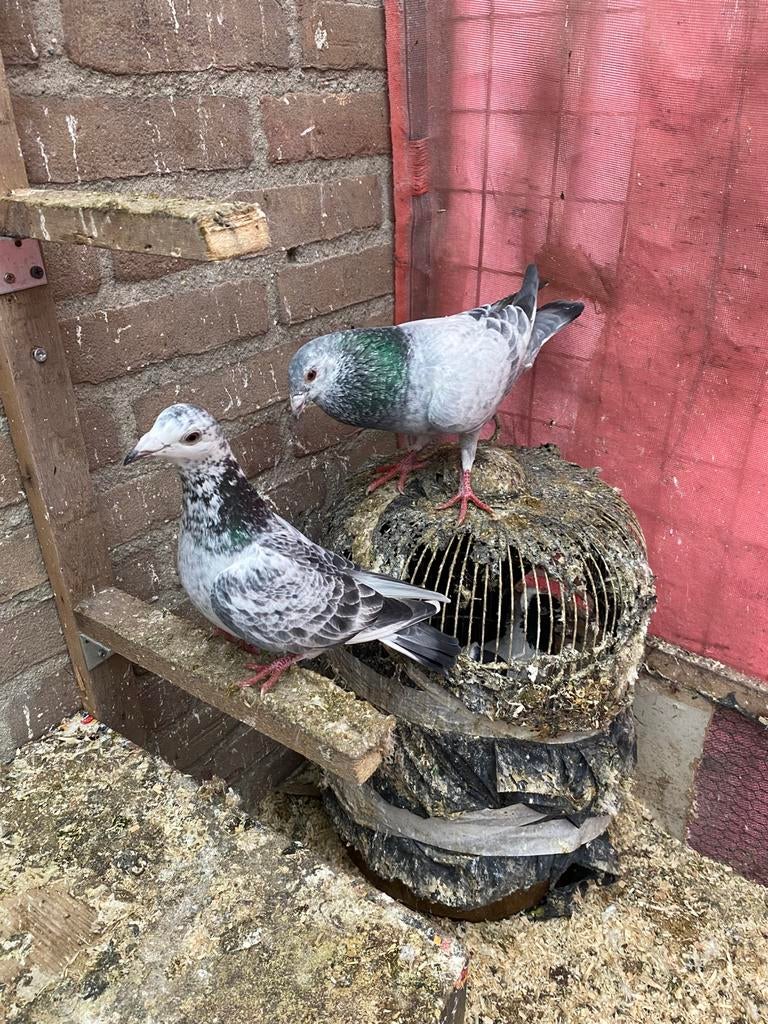 Duiven, Dieren en Toebehoren, Meerdere dieren, Overige soorten
