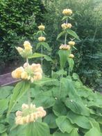 Brandkruid, Phlomis russeliana, Ophalen of Verzenden, Vaste plant, Kruiden, Volle zon