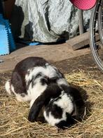 Twee lieve tuinkonijnen samen te koop, Meerdere dieren, Klein, 3 tot 5 jaar