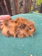 Cavia beertje, Dieren en Toebehoren, Knaagdieren, November, Mannelijk, Cavia