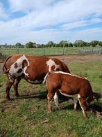 Te koop mooi dikbil stel., Dieren en Toebehoren, Runderen, Meerdere dieren