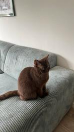 Vrouwelijke Britse korthaar, Dieren en Toebehoren, Katten en Kittens | Raskatten | Korthaar, 0 tot 2 jaar, Poes