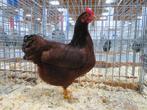 Red Island kriel | Nieuwsgierige kippen | Passend advies, Dieren en Toebehoren, Pluimvee, Meerdere dieren, Kip