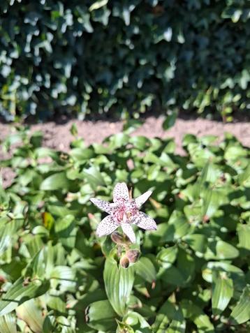 Paddenlelie tuinorchidee beschikbaar voor biedingen