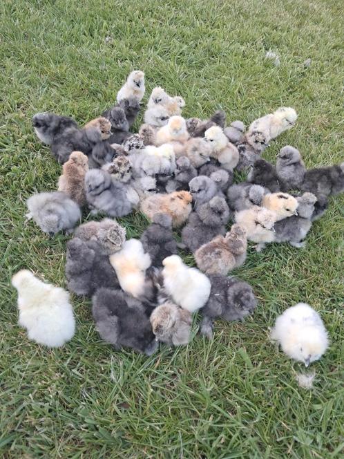 Usa zijdehoen hen, Dieren en Toebehoren, Pluimvee
