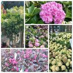 Hydrangea / hortensia (heel veel srt.) e.a. tuinplanten, Ophalen, Zomer, Siergrassen, Volle zon