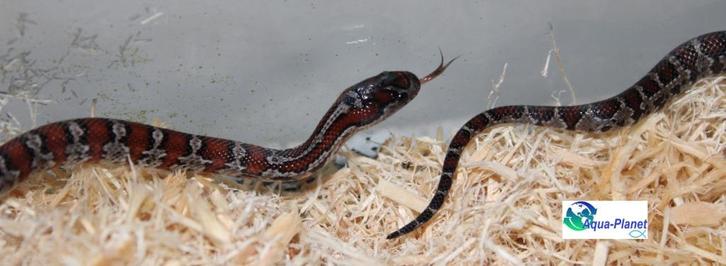 Mexicaanse Koningsslang, Dieren en Toebehoren, Reptielen en Amfibieën, Slang, 0 tot 2 jaar, Tam