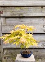 Acer palmatum Orange Dream bonsai Japanse Esdoorn, Bloeit niet, Halfschaduw, Minder dan 100 cm, Overige soorten