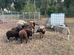 Schapen/lammeren, Meerdere dieren, Schaap
