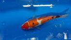 Doitsu Sanke, Japanse koi te koop voor betaalbare prijs., Dieren en Toebehoren, Karper of Koi
