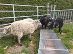 Ouessant schapen ooien, Dieren en Toebehoren, Schapen, Geiten en Varkens, Vrouwelijk, Schaap