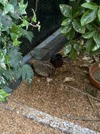 koppel kwartels, Dieren en Toebehoren, Vogels | Overige Vogels, Meerdere dieren, Wildzangvogel