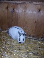 Raszuivere kleurdwergram te koop!, Dieren en Toebehoren, Mannelijk, Dwerg, 3 tot 5 jaar