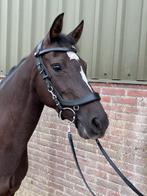 Knappe 9 jarige new forest d pony, Dieren en Toebehoren, Pony's, Merrie, Dressuurpony