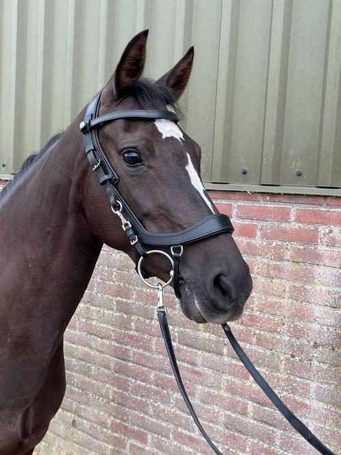 Knappe 9 jarige new forest d pony, Dieren en Toebehoren, Pony's, Merrie, Dressuurpony