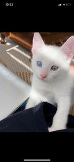 Prachtige turkse angora kittens opzoek naar gouden mandje, Dieren en Toebehoren, Katten en Kittens | Raskatten | Korthaar, Meerdere dieren