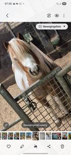Mini paard  Flynn., Dieren en Toebehoren, Ruin, Recreatiepony, Ontwormd