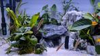 Julidochromis ornatus, Vis, Zoetwatervis