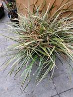 Grote pot Carex, Ophalen, Volle zon, Vaste plant, Siergrassen