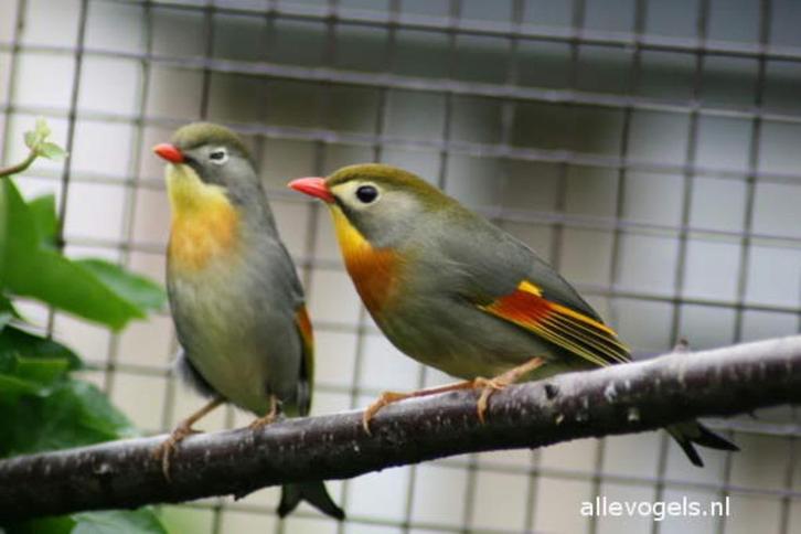 Japanse nachtegaal 2023, Dieren en Toebehoren, Vogels | Overige Vogels, Tropenvogel, Mannelijk, Tam
