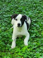 Prachtige bordercollie kruising pup’s kunnen nu mee, CDV (hondenziekte), 8 tot 15 weken, Collie, Meerdere