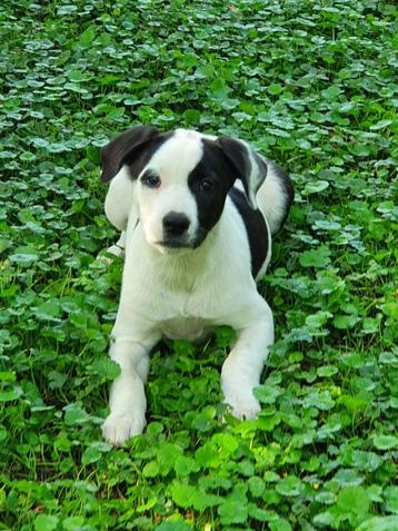 Prachtige bordercollie kruising pup’s kunnen nu mee  beschikbaar voor biedingen