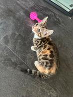 X Bengaalse Kittens met Spots & Rozetten, Dieren en Toebehoren, Meerdere dieren, Kortharig, 0 tot 2 jaar