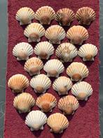 23 Jacobsschelpen 10 cm breed, Ophalen of Verzenden