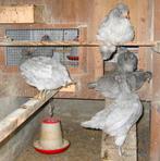 Jonge Lavendel Araucana's, Dieren en Toebehoren, Pluimvee, Meerdere dieren, Kip