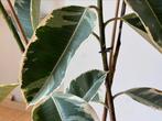 Rubber Ficus, Huis en Inrichting, Kamerplanten, 100 tot 150 cm, Ficus, Halfschaduw, Ophalen